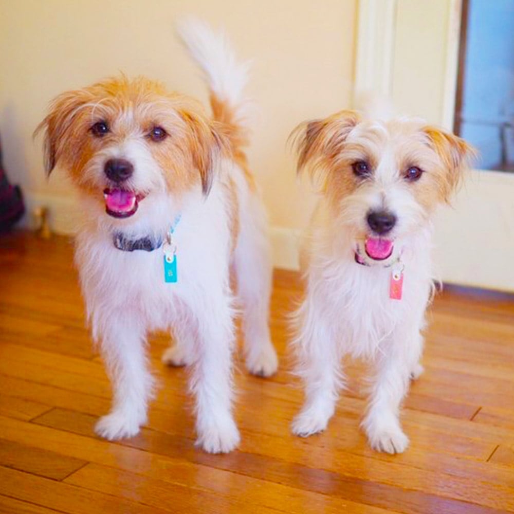 WanTag【スクエアー30mm12mm】ペット用犬 迷子札