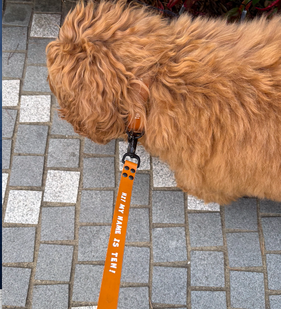HI! MY NAME IS (SHORT LEASH)