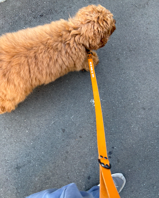 HI! MY NAME IS (SHORT LEASH)