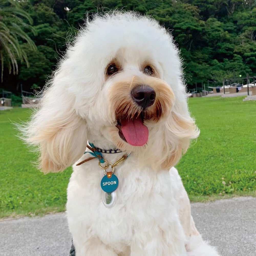 Dog Choker / チョーカー