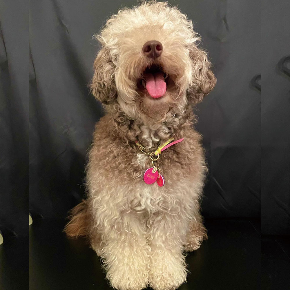 Dog Choker / チョーカー