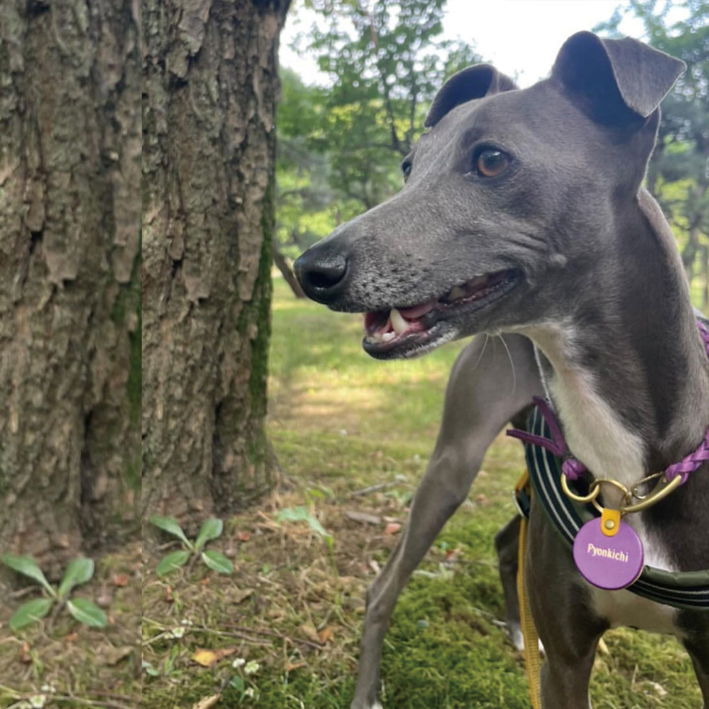 Dog Choker / チョーカー