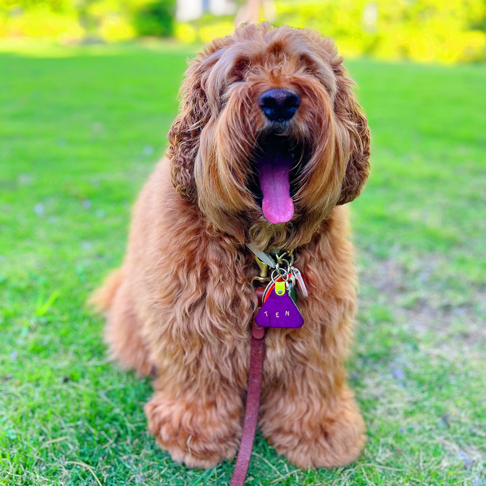 WanTag【トライアングルS/30mm】ペット用犬 迷子札