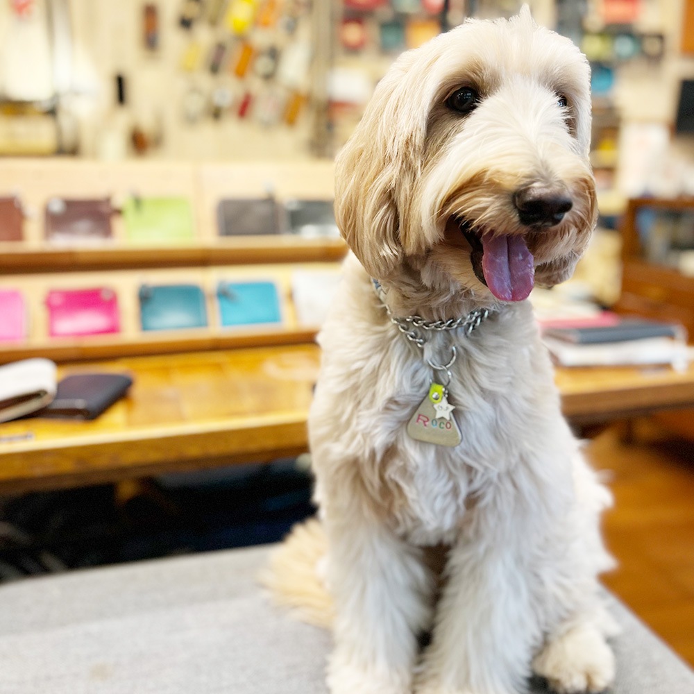 WanTag【トライアングルM/40mm】ペット用犬 迷子札