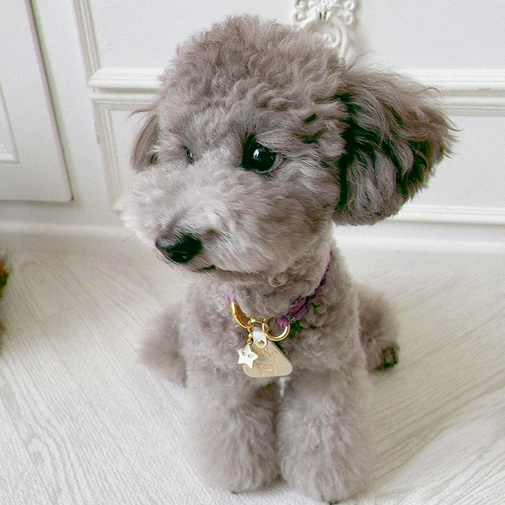 WanTag【トライアングルM/40mm】ペット用犬 迷子札