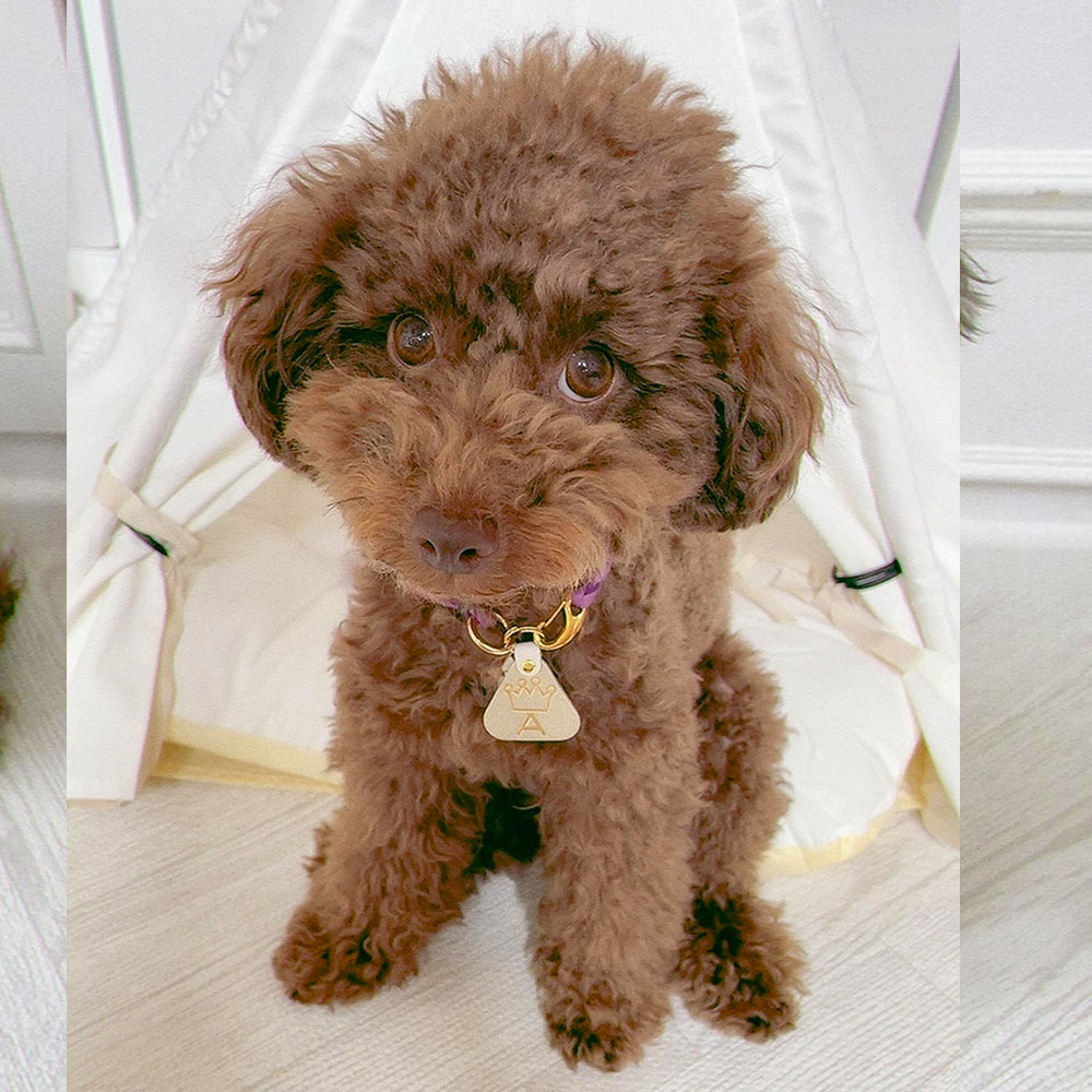 WanTag【トライアングルM/40mm】ペット用犬 迷子札