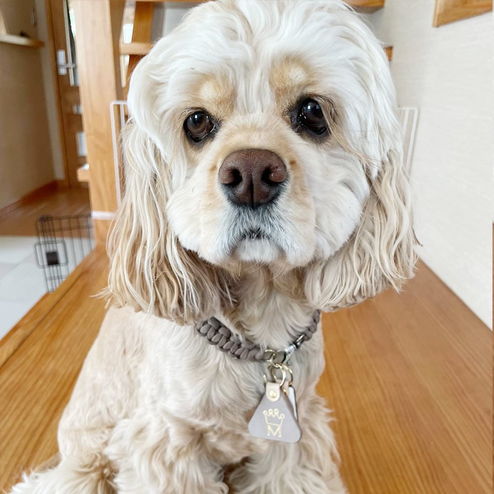 WanTag【トライアングルM/40mm】ペット用犬 迷子札