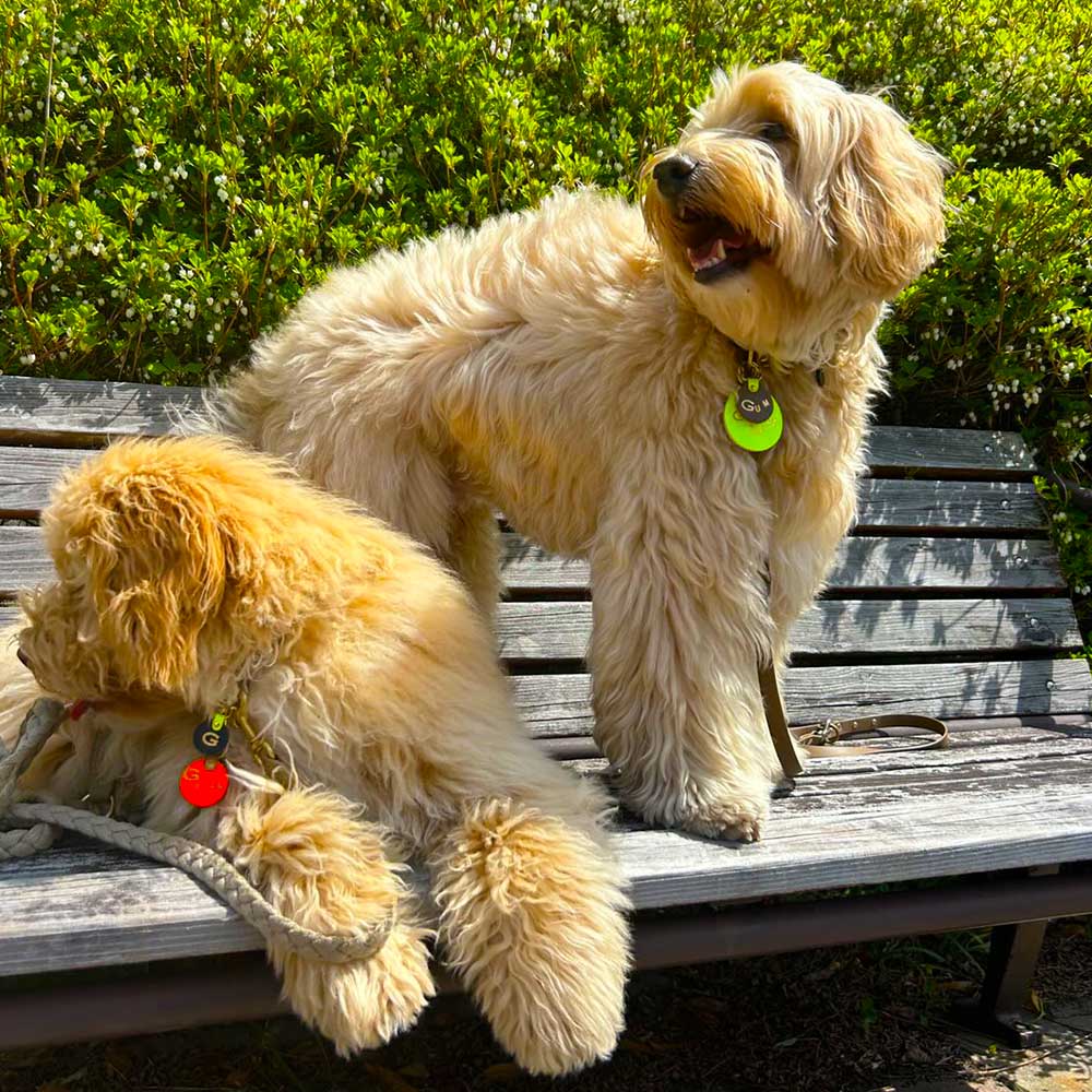 WanTag【ラウンド21mm-50mm】ペット用犬 迷子札