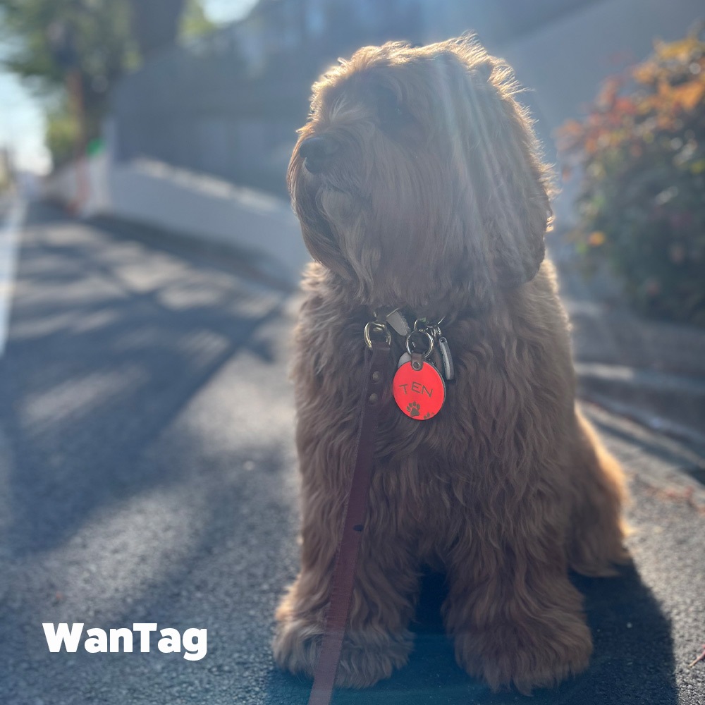WanTag【ラウンド21mm-50mm】ペット用犬 迷子札