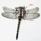 ڹǥŷŨ ˥ M-42 121[90120]