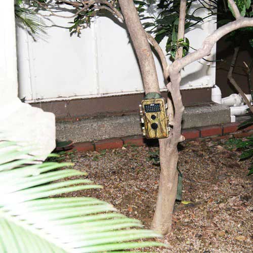 ٻҡۥǥȥ쥤륫ߥ FTC-003MINI ʴӼȥˡ[76142]