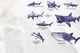 MANASTASH (�ޥʥ����å���) "PUMICE TEE SHARK"