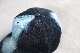 ��limited��NOMA t.d. �� KIJIMA TAKAYUKI (�Ρ��� �ƥ����ǥ����ߥ����� �����業)  ��Hand Dyed Cap��