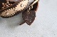 HTC / HOLLYWOOD TRADING COMPANY (�������ƥ�������) "HTC BELT #149"