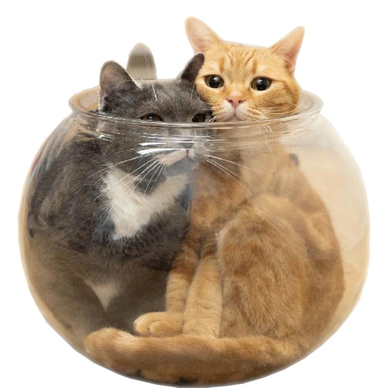 Lサイズのおっきなにゃんこの金魚鉢｜ドギーマン公式オンラインショップ