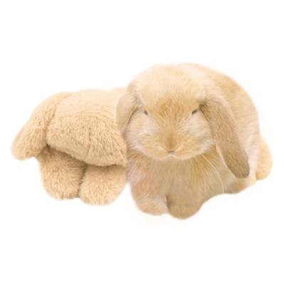 うさぴた枕 たれ耳ちゃん