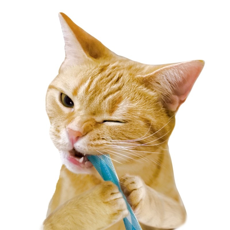 猫ちゃん歯ブラシ かみかみ歯ピカ｜ドギーマン公式オンラインショップ