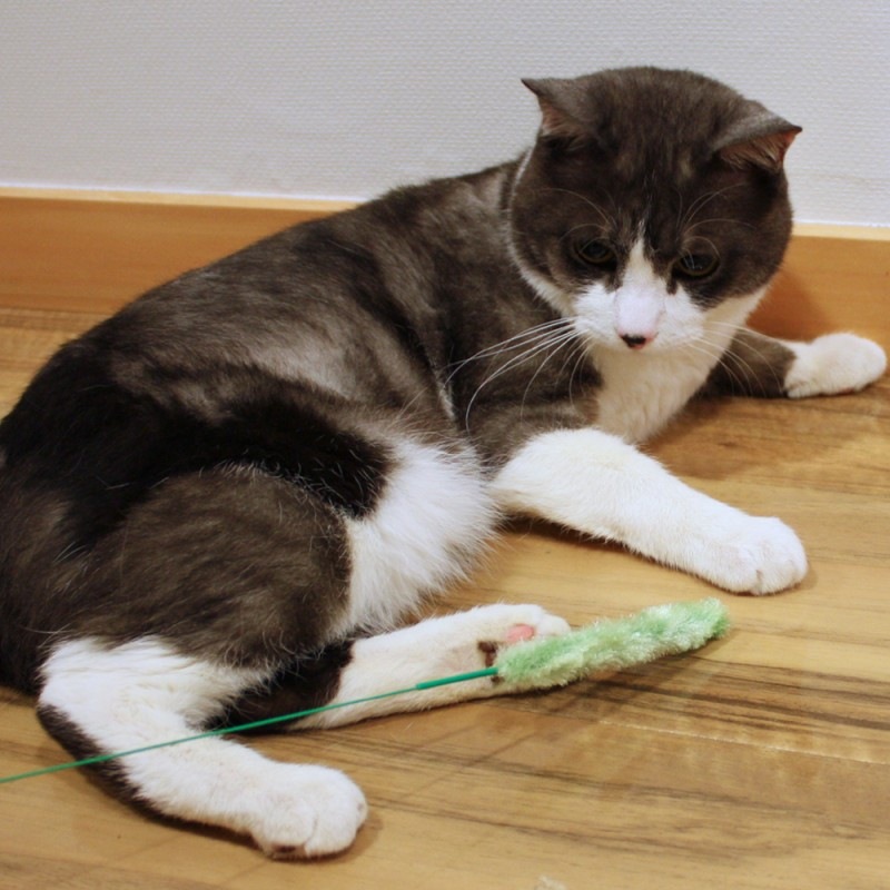 じゃれ猫 猫のお遊び草 2本セット｜ドギーマン公式オンラインショップ