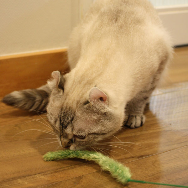 じゃれ猫 猫のお遊び草 2本セット｜ドギーマン公式オンラインショップ