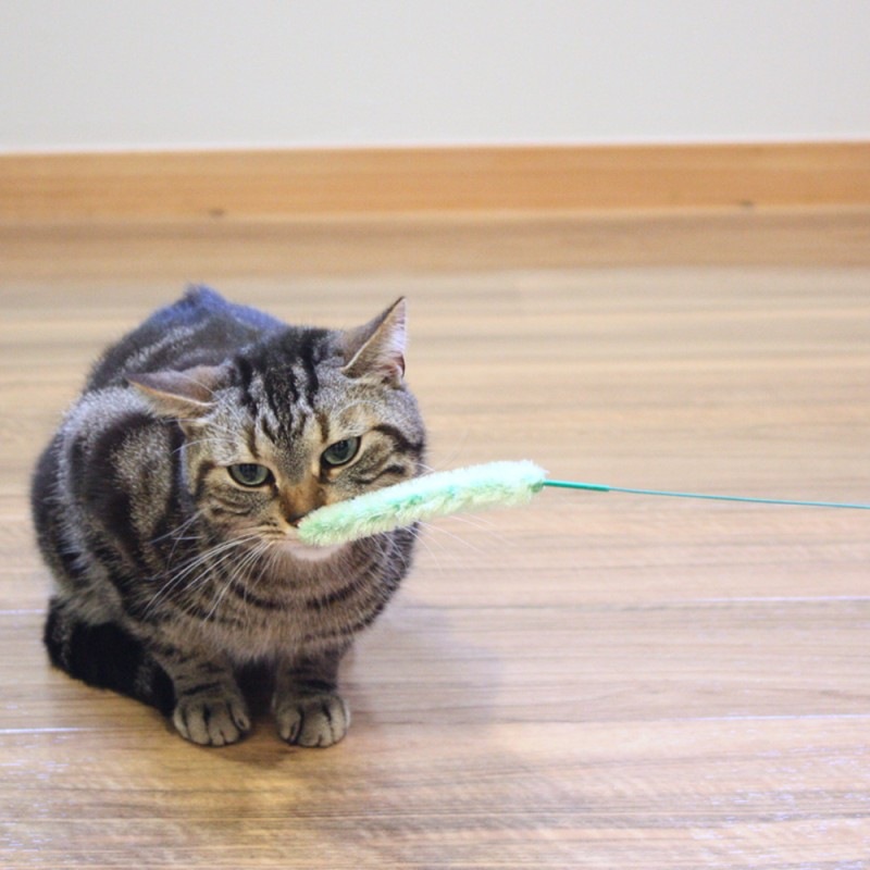 じゃれ猫 猫のお遊び草 2本セット｜ドギーマン公式オンラインショップ