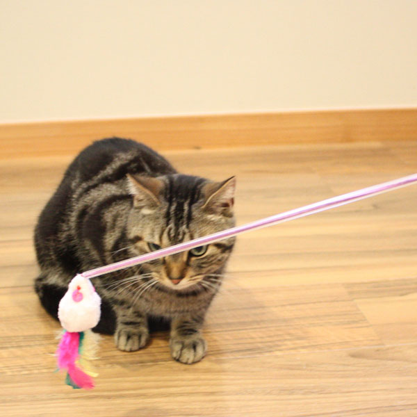 じゃれ猫ふりふり三まい タンゴ｜ドギーマン公式オンラインショップ