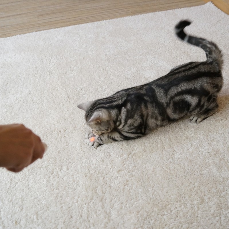 じゃれ猫LEDニャンだろ～？！光線｜ドギーマン公式オンラインショップ