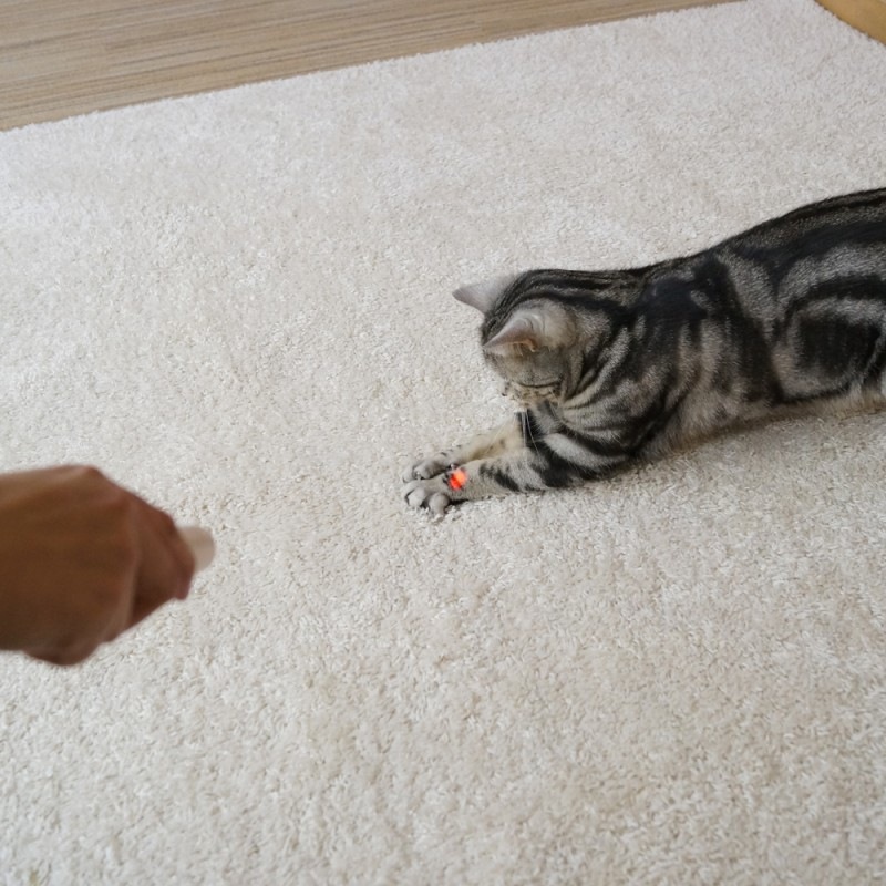 じゃれ猫LEDニャンだろ～？！光線｜ドギーマン公式オンラインショップ