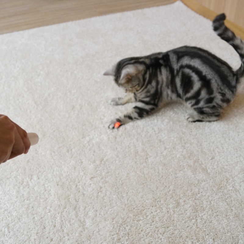じゃれ猫LEDニャンだろ～？！光線｜ドギーマン公式オンラインショップ