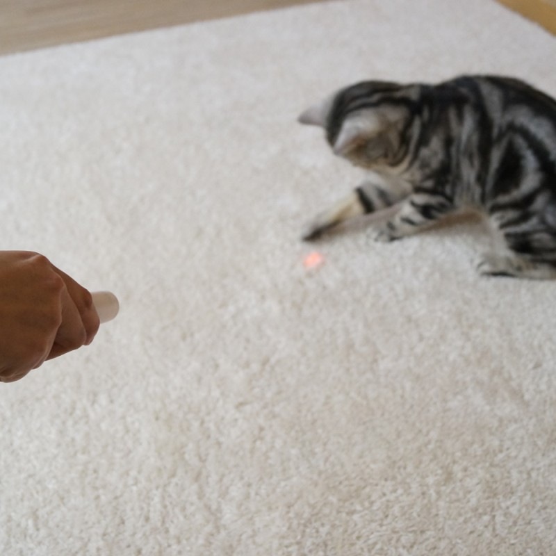 じゃれ猫LEDニャンだろ～？！光線｜ドギーマン公式オンラインショップ