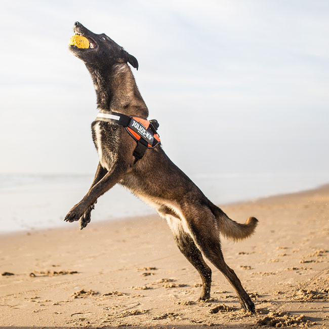 送料無料☆ JULIUS K9・ユリウスK9 IDCパワーハーネス Baby2,ミニミニ