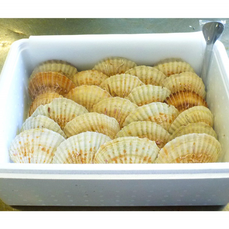 【北海道にお住いの方限定商品(離島は除く)】朝獲ったホタテを即日発送! 北海道古宇郡泊村産 殻付き活ホタテ