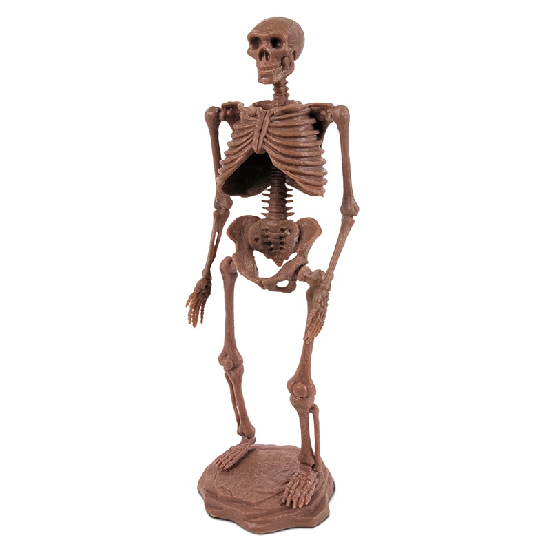 原始人発掘キット ネアンデルタール人