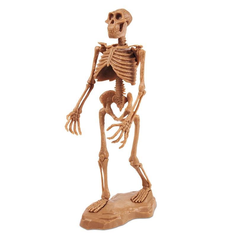 原始人発掘キット アウストラロピテクス・アファレンシス