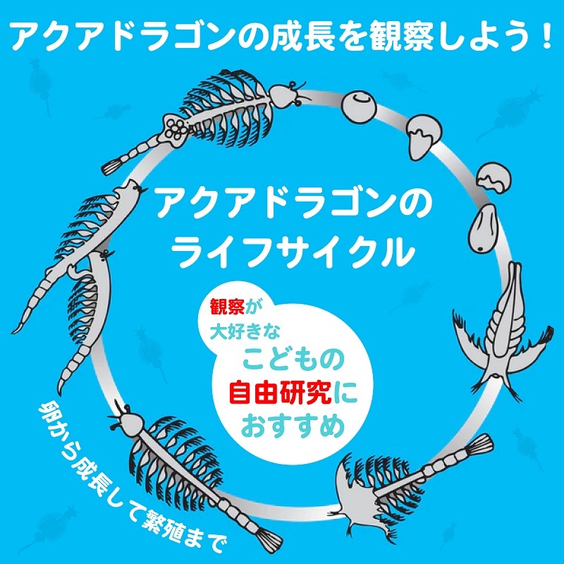 アクアドラゴン育成キット
