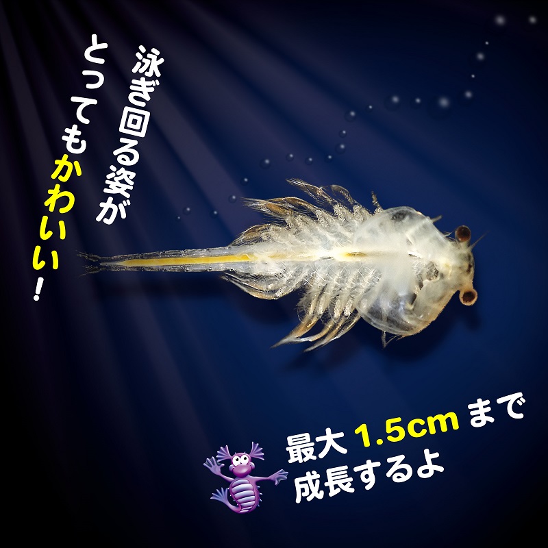 アクアドラゴン育成キット
