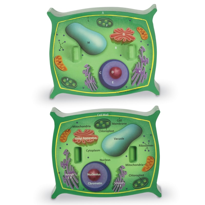 Cross-Section Plant Cell Model
