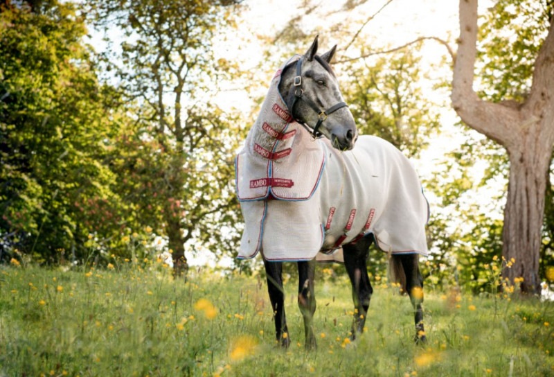 RANBO�ץ��ƥ��������ǥ������ե����