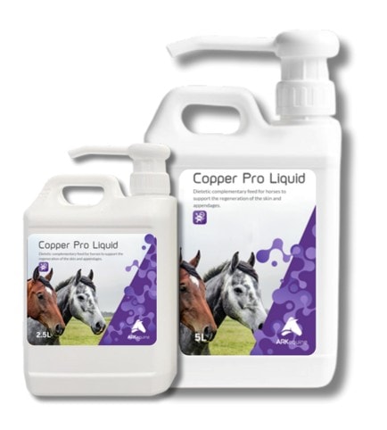 ARK/ ���ѡ��ץ��ꥭ�åɡʥ襦�Ǵ�ͭ��Ƽ���ץ��