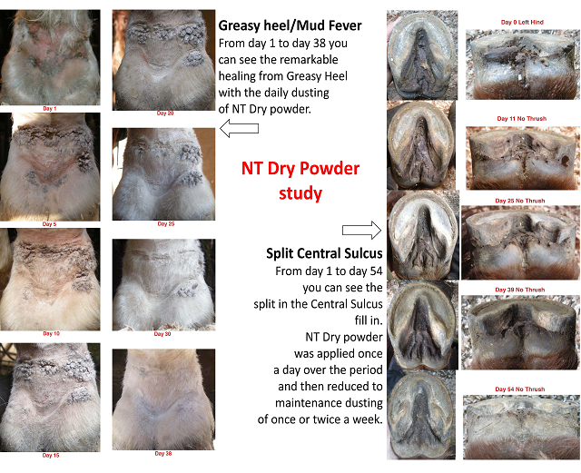 NT-DRY���̥ƥ����ɥ饤�ѥ�����