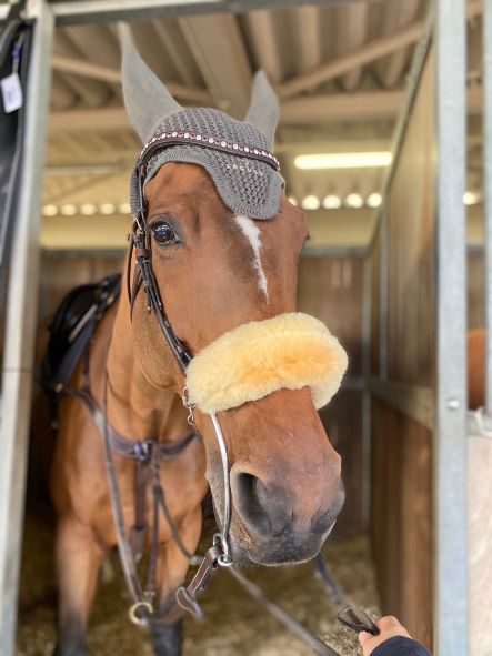 Chamberiain 乗馬用品 Chamberiain 乗馬用品 Chamberiain 乗馬用品