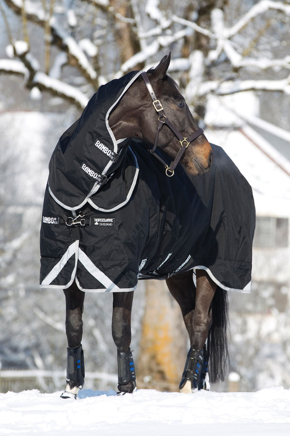 Ramboץ꡼  Х쥤  250