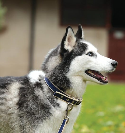 ���ߡ������ɥå����顼