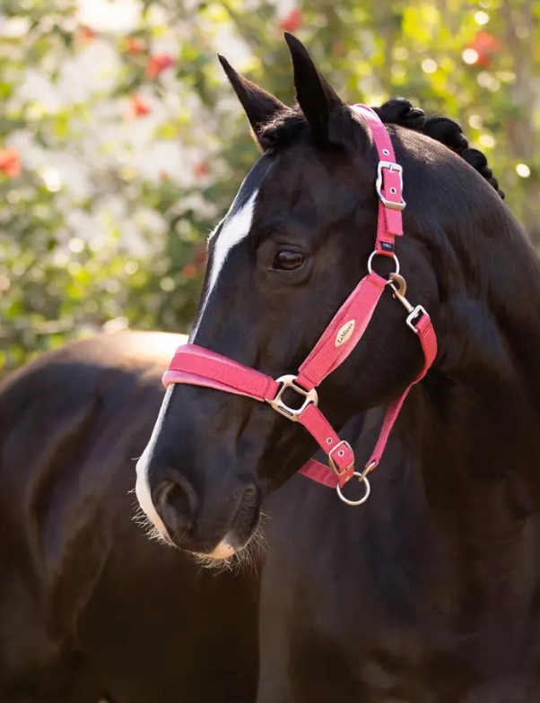 �٥륵���桦�إåɥ��顼