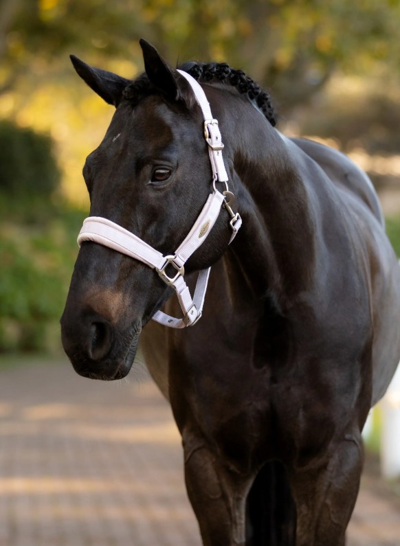 �٥륵���桦�إåɥ��顼