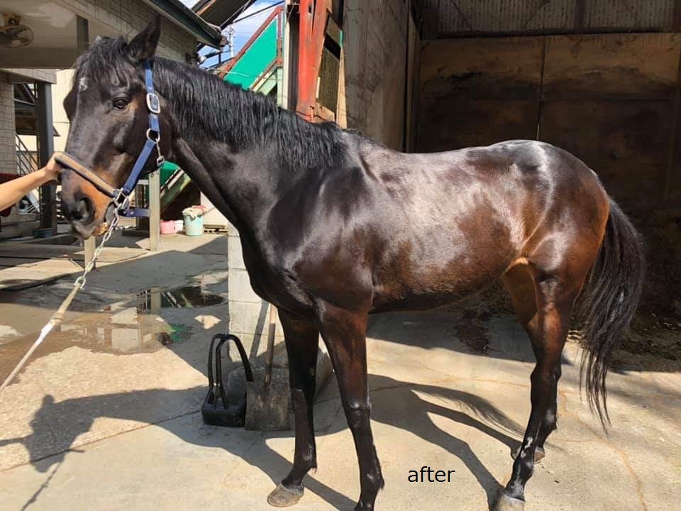 K9 �������٥顡�����ס�