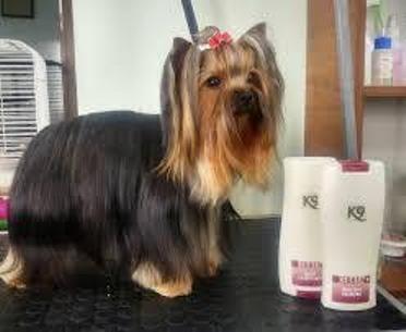 K9  �������ܥ⥤���ȥ���ǥ�����ʡ��ʸ��ѡ�