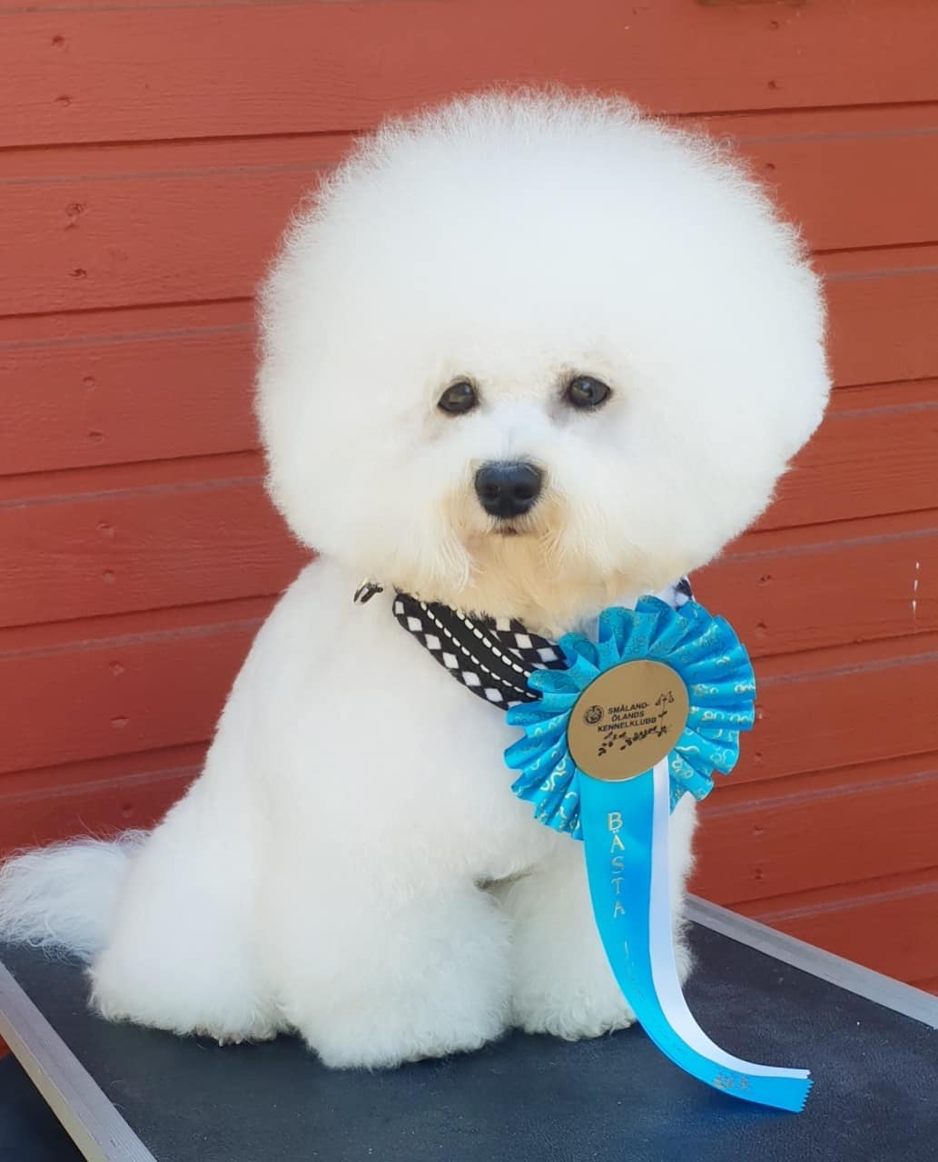 K9�����᡼�륪�ա�ALL