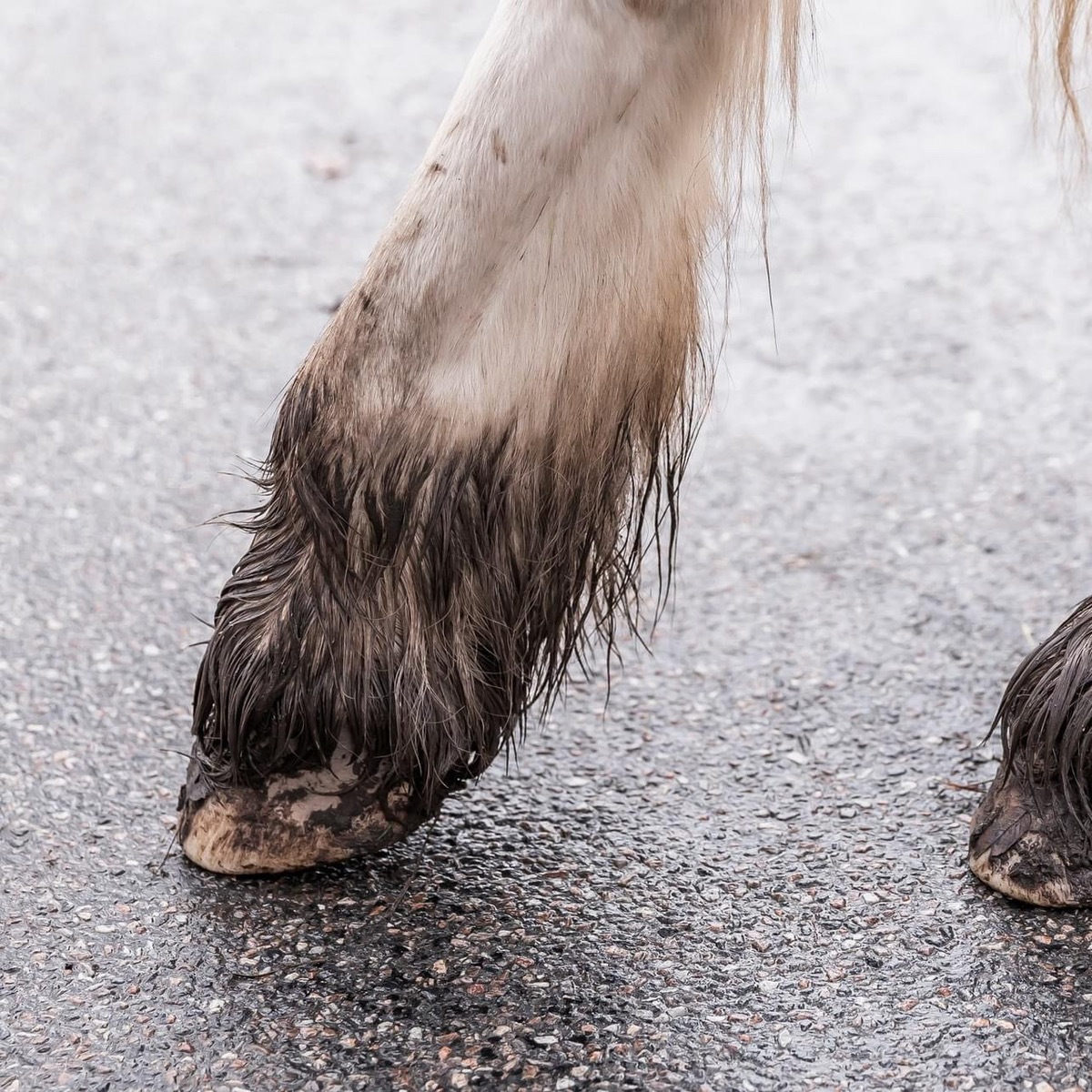 K9�������å��ե��å������ץ졼�ʤ������ѡ�