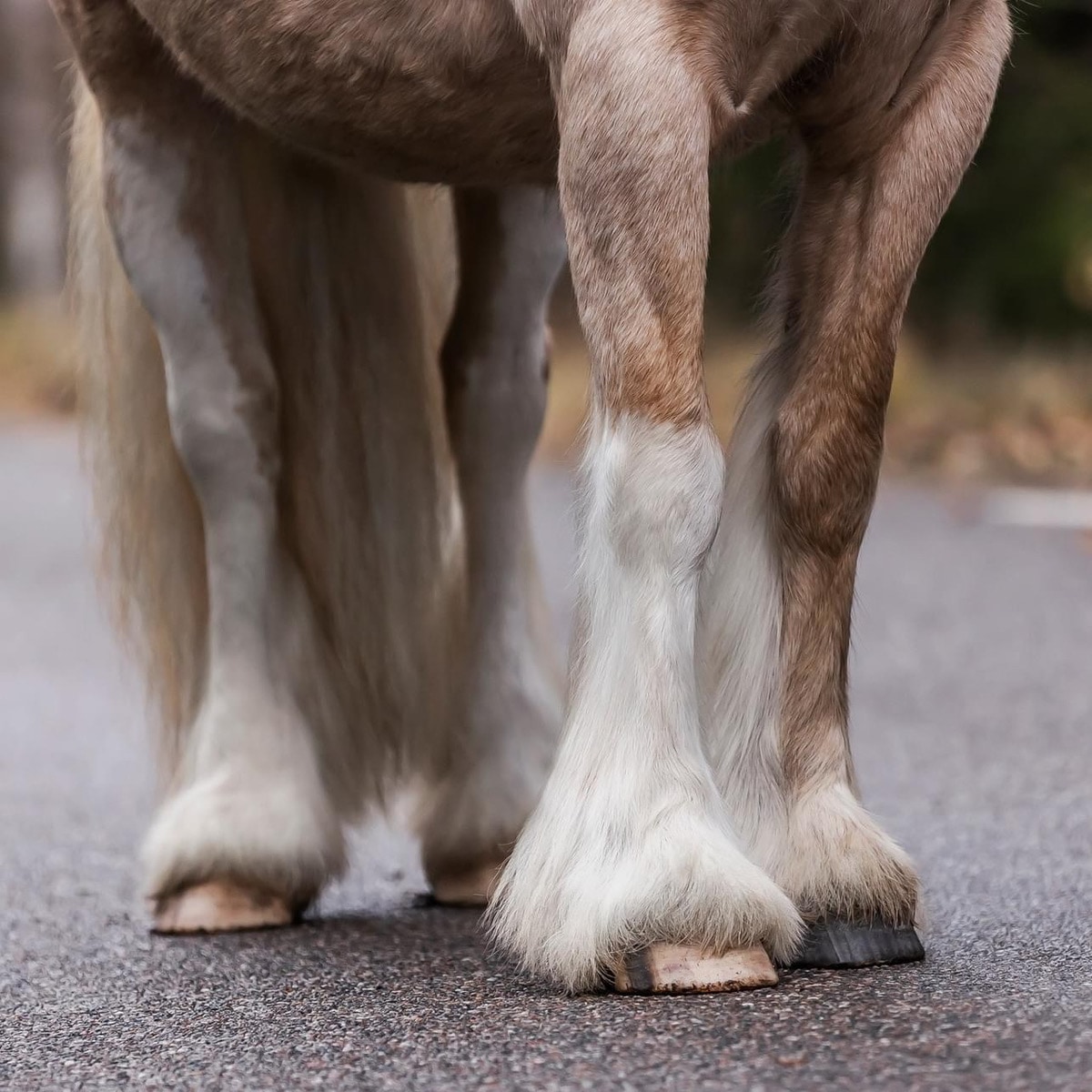 K9�������å��ե��å������ץ졼�ʤ������ѡ�