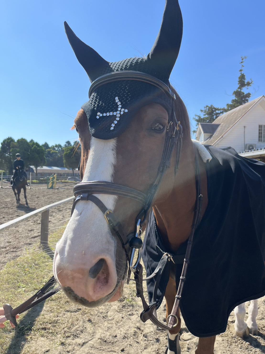 2021人気No.1の 乗馬 Jeffriesの頭絡 手綱付き agapeeurope.org